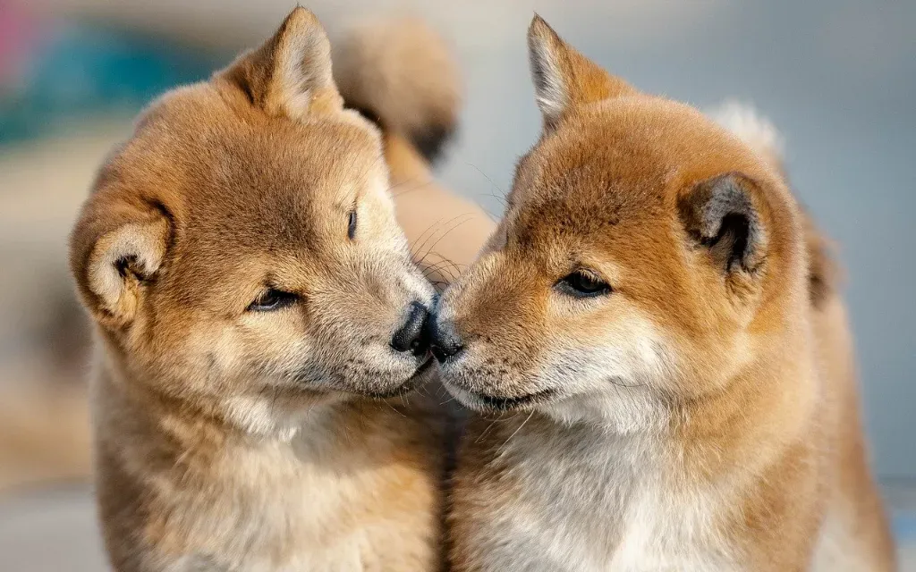 Jak ograniczyć elektryzowanie się sierści