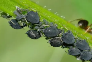 Czysty żeliwny ruszt kuchenki gazowej obok zlewu, gąbka i miseczka z wodą z płynem do mycia naczyń na blacie.