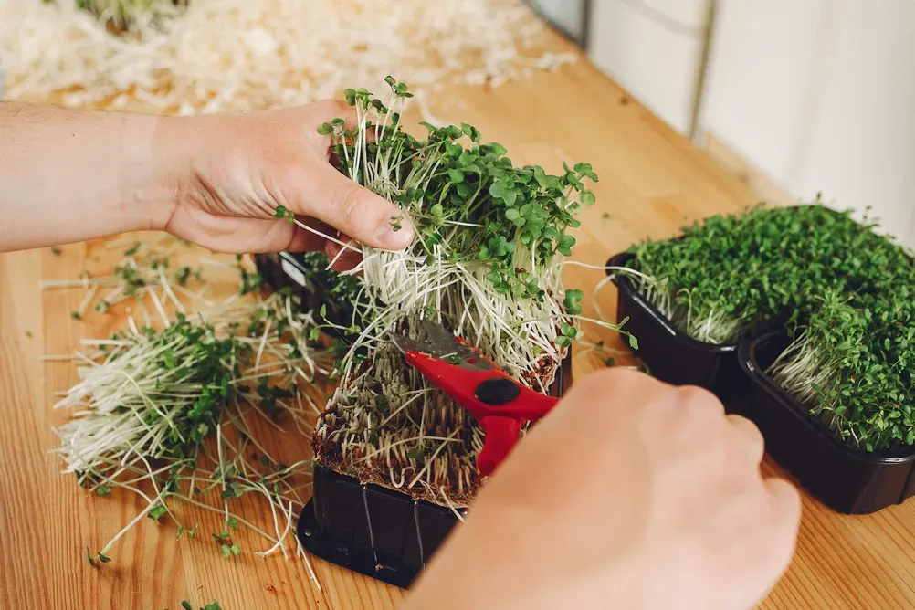Czym jest growbox i jak go używać?